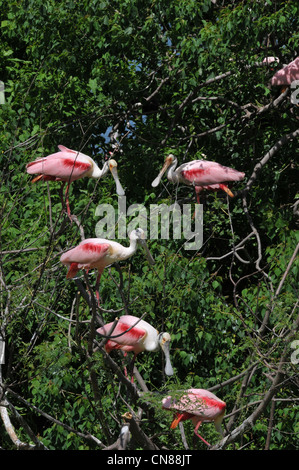 Majestic Great Egrets and Roseate Spoonbill water birds nesting on High Island, Texas in the Spring. A nature preserve sponsored by the Audubon Stock Photo