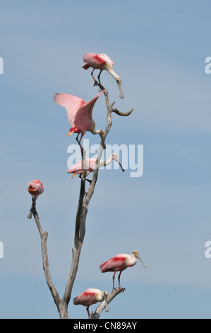 Majestic Great Egrets and Roseate Spoonbill water birds nesting on High Island, Texas in the Spring. A nature preserve sponsored by the Audubon Stock Photo