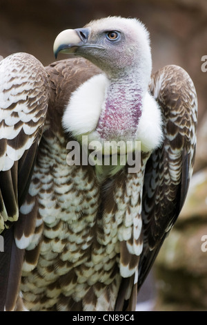 Ruppell's Griffon Vulture - Gyps rueppellii Stock Photo