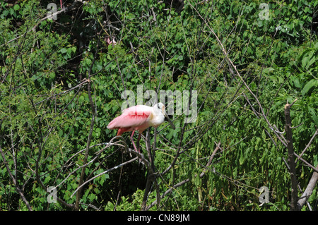 Majestic Great Egrets and Roseate Spoonbill water birds nesting on High Island, Texas in the Spring. A nature preserve sponsored by the Audubon Stock Photo