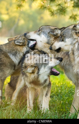 Grey Wolf pack, in the wild, USA Stock Photo