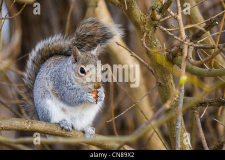 Grey Squirrel - Sciurus carolinensis - eating Stock Photo