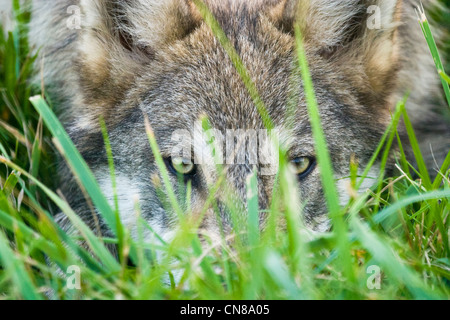 Grey Wolf stalking Stock Photo