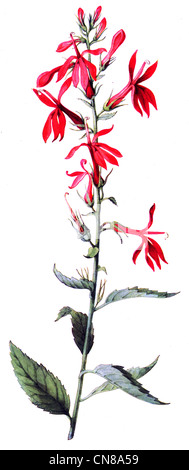 First published 1915 Cardinal Flower Red Lobelia Cardinalis Stock Photo