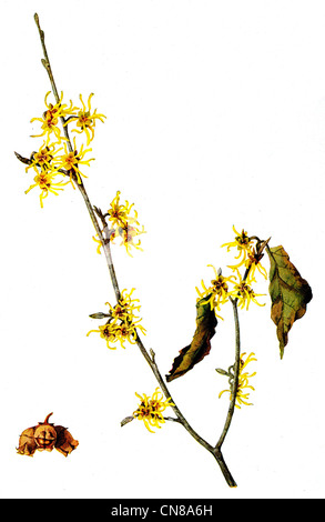 First published 1915 Witch Hazel Hamamelis Virginiana Stock Photo