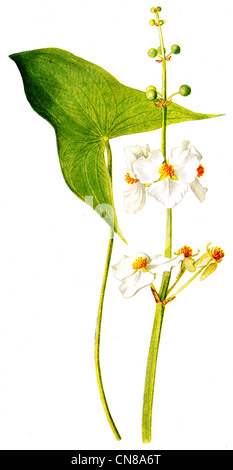 First published 1915 Broad leaved Arrow Head Sagittaria Latifolia Stock Photo