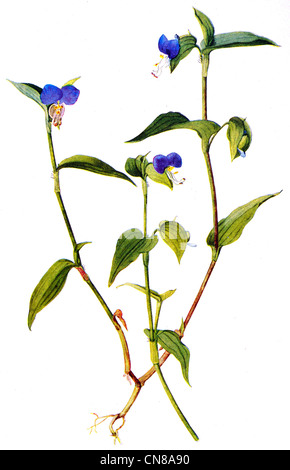 First published 1915 Common Asiatic Dayflower Commelina Communis Stock Photo