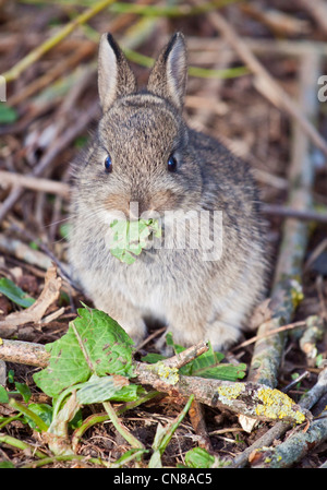 Juvenile European Wild Rabbit (oryctolagus cuniculus), UK Stock Photo