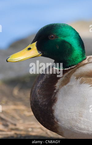 Mallard duck portrait - Anas platyrhynchos, England, UK Stock Photo