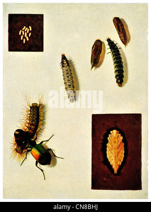 Beetle Brown Tail Moth Calosoma Sycophanta eggs Larvae pupae caterpillar Stock Photo