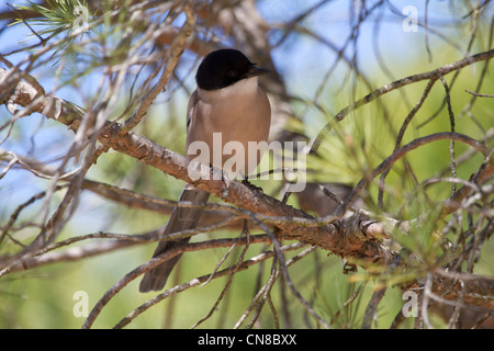 Azure-winged Magpie (Cyanopica cyanus) Stock Photo