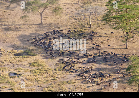 Wildebeest (Connochaetes taurinus) migration at Simuyu River in Serengeti, aerial view, Tanzania Stock Photo