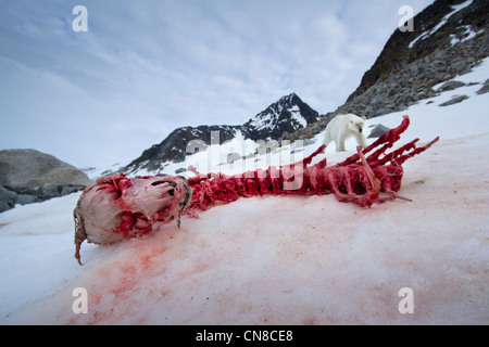 Norway, Svalbard, Spitsbergen Island, Polar Bear (Ursus maritimus) approaching bloody skeletal remains of Bearded Seal Stock Photo