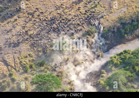 Wildebeest (Connochaetes taurinus) migration at Simuyu River in Serengeti, aerial view, Tanzania Stock Photo