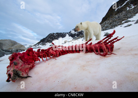 Norway, Svalbard, Spitsbergen Island, Remote camera view of Polar Bear (Ursus maritimus) approaching  remains of Bearded Seal Stock Photo