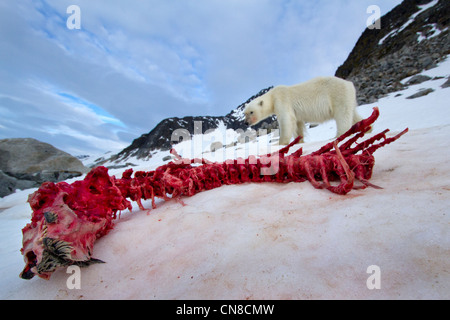 Norway, Svalbard, Spitsbergen Island, Remote camera view of Polar Bear (Ursus maritimus) approaching  remains of Bearded Seal Stock Photo