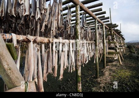 Reykjanes Peninsula, Southwest, Iceland. Very smelly fish drying on racks. Stock Photo