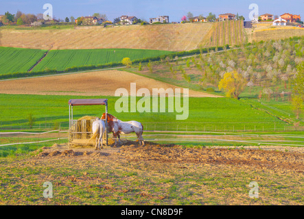 Horses eating from a manger in a fields landscape Stock Photo