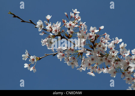 Cherry blossoms in a London park Stock Photo
