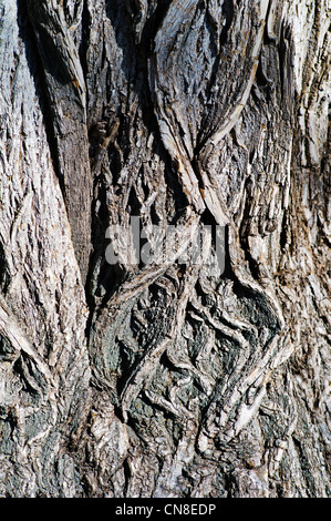 Rough textured bark on old Cottonwood Tree (Populus deltoides); Riverside Park; Salida; Colorado; USA