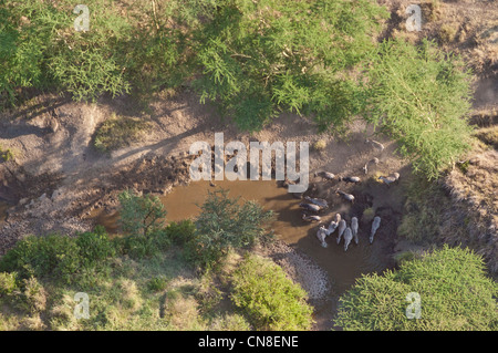 Wildebeest (Connochaetes taurinus) and Zebras (Equus quagga) drinking at Simuyu River in Serengeti, aerial view, Tanzania Stock Photo
