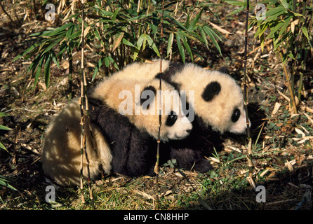 Two panda cubs play in the bamboo bush, Wolong, Sichuan, China Stock Photo