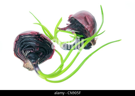 Sprouting Red Onion Stock Photo