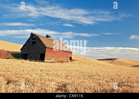 Old barn stands among fields of wheat ready for summer harvest in eastern Washington's Whitman County and The Palouse region. Stock Photo