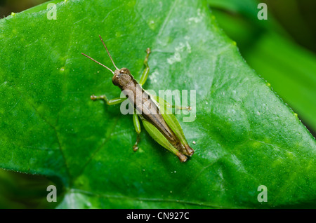 grasshopper in green nature or in the garden Stock Photo
