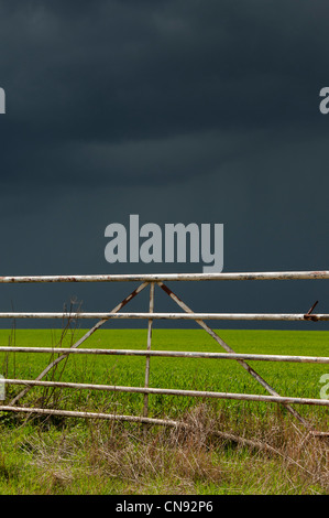 Stormy rain clouds over a sun lit wheat field in the English countryside Stock Photo