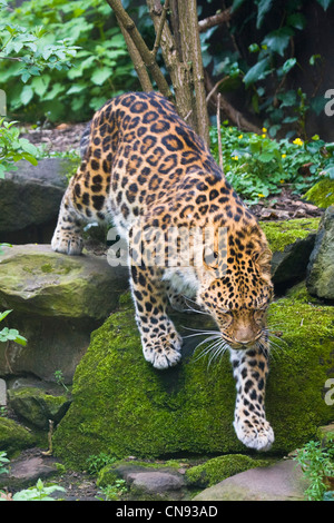 Amur Leopard - Panthera pardus orientalis Stock Photo