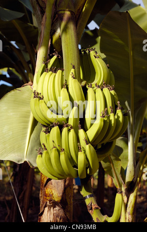 France, Martinique (French West Indies), Basse Pointe, bunch of bananas on a banana tree Stock Photo