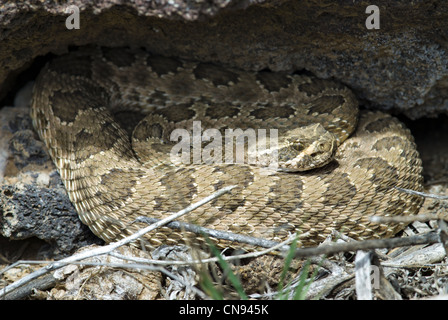 Prairie Rattlesnake, (Crotalus viridis), laying out at a den in the spring.  Petroglyph National Monument, New Mexico, USA. Stock Photo