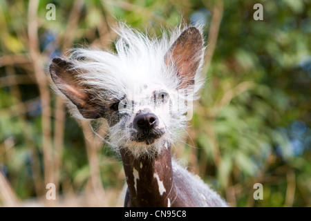 xoloitzcuintli craigslist