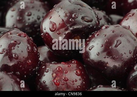 macro of sweet black cherries with drops of water Stock Photo