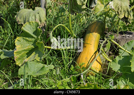Horizontal shot of ripe marrow on the bush on a bed in the garden Stock Photo