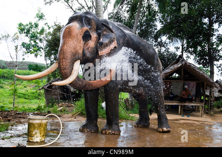 Thailand, Phangnga Province, Khao Lak Lam Ru National Park Stock Photo