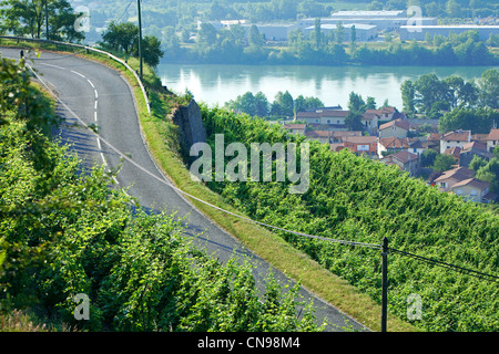 France, Rhone, Ampuis, the Rhone and Cote Rotie AOC vineyards Stock Photo
