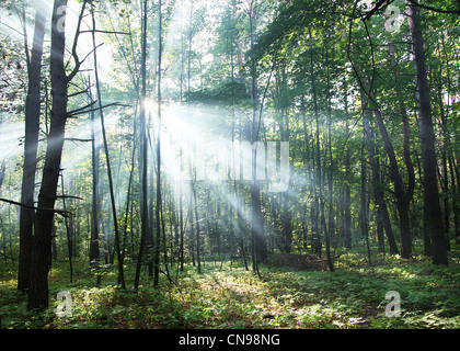 Sun's rays shining through the trees in the forest. Stock Photo