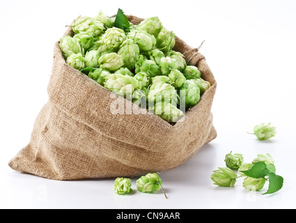 Sack of hops on a white background. Stock Photo