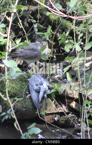 Sparrow hawk eating pigeon in thorny undergrowth,on riverbank. Stock Photo