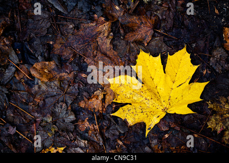 Beautiful yellow mapple leaf laying on the ground during autumn. Stock Photo