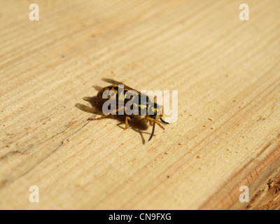 German wasp on wood / Vespula germanica / Deutsche Wespe auf Holz Stock Photo