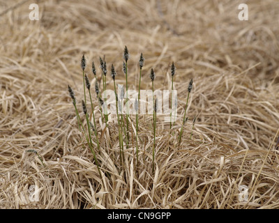 florescence from Hare´s-tail Cotton grass / Eriophorum vaginatum / Scheiden-Wollgras Stock Photo