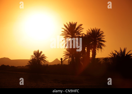 Sunset through date palms in an oasis in the Sahara desert, southern Morocco Stock Photo