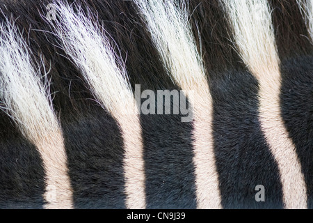 Chapman's Zebra - Equus quagga chapmani - detail of coat texture Stock Photo