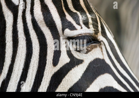 Chapman's Zebra portrait - Equus quagga chapmani - eye close up Stock Photo
