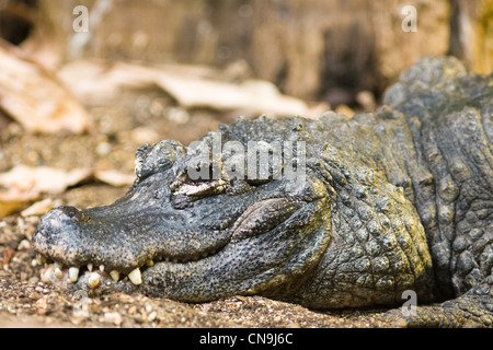 Chinese Alligator - (Alligator sinensis) Stock Photo