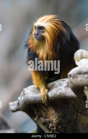 Golden Headed Lion Tamarin - Leontopithecus chrysomelas Stock Photo