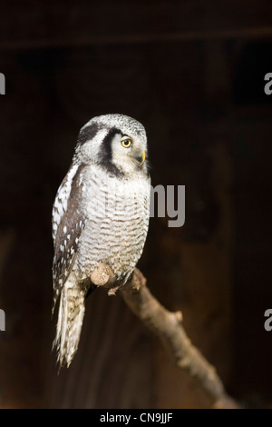 Northern Hawk Owl - Surnia ulula Stock Photo